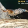 Blau gestreifte Tigergarnele "Orange Eye", Caridina mariae "Blue striped"
