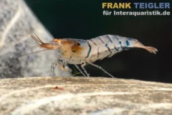 Blau gestreifte Tigergarnele "Orange Eye", Caridina mariae "Blue striped"