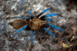 Blauglanz-Baumvogelspinne, Birupes simoroxigorum