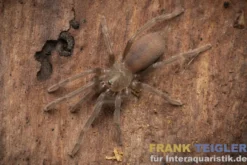 Blauglanz-Baumvogelspinne, Birupes simoroxigorum