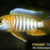 Blau-Goldener Pfauencichlide, Aulonocara korneliae, 4-5 cm