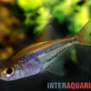 Blauliniensalmler, Heterocharax virgulatus, 2-4 cm