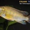 Blaulippen Maulbrüter, Pseudotropheus williamsi Blue Lips, DNZ