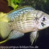 Blaupunktbuntbarsch, Aequidens pulcher, 4-6 cm