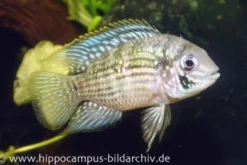 Blaupunktbuntbarsch, Aequidens pulcher, 4-6 cm