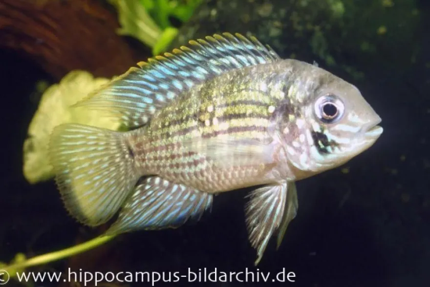 Blaupunktbuntbarsch, Aequidens pulcher, 4-6 cm