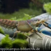 Blau-Rosa Krebs, Cherax pulcher - Zufällig
