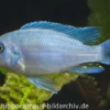 Blau-Roter Zebra, Maylandia estherae blau-rot, DNZ