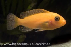 Blau-Roter Zebra, Maylandia estherae blau-rot, DNZ