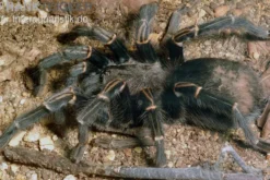 Blaustrahlige Riesenvogelspinne, Pamphobeteus nigricolor