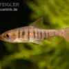 Blaustrichbarbe, Barbus barilioides/fasciolatus DNZ