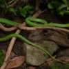 Blauäugige Grüne Strauchnatter, Gonyosoma coeruleum