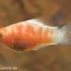 Bleeding Heart Mickey Mouse Platy, Xiphophorus maculatus