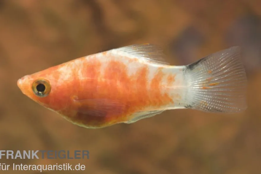 Bleeding Heart Mickey Mouse Platy, Xiphophorus maculatus