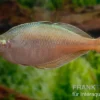 Blehers-Regenbogenfisch, Chilatherina bleheri, 4-5 cm