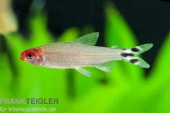 Blehers Rotkopfsalmler, Hemigrammus bleheri (Petitella bleheri)