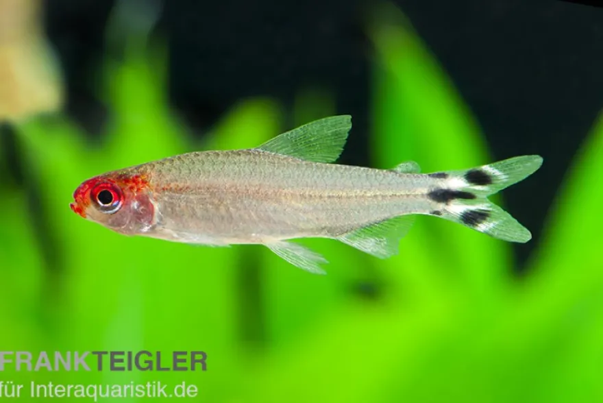 Blehers Rotkopfsalmler, Hemigrammus bleheri (Petitella bleheri)