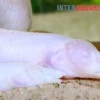 Blinder Stachelaal, Caecomasta­cembelus brichardi