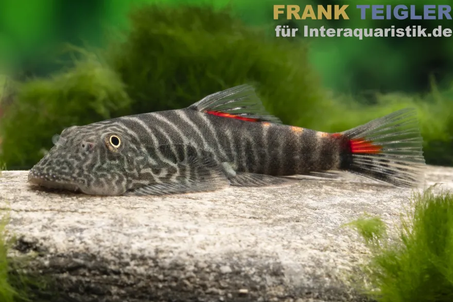 Bloody Mary Flossensauger Gastromyzon sp. "Bloody Mary"