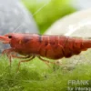 Bloody Mary Garnele, Neocaridina davidi