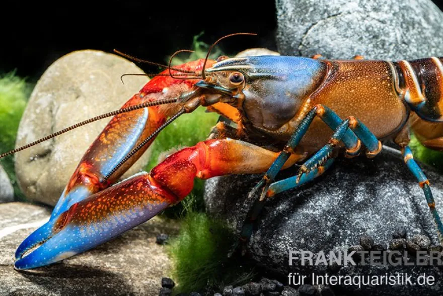 "Blue Claw" Tigerkrebs, Cherax peknyi var. "Blue Claw" - Zufällig