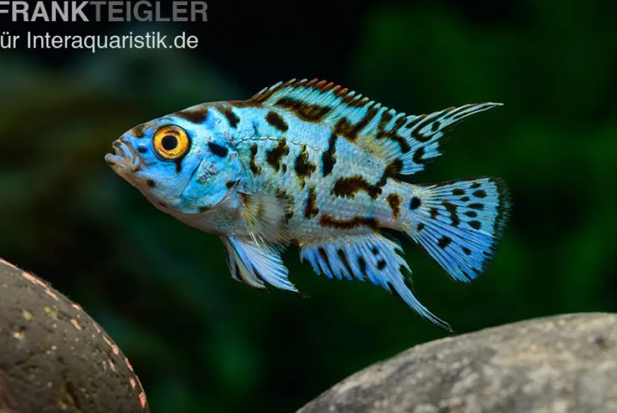 Blue Dempsey, Rocio octofasciata "Blue Dempsey"
