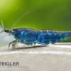 Blue Diamond Garnele, Neocaridina davidi "Blue Diamond"