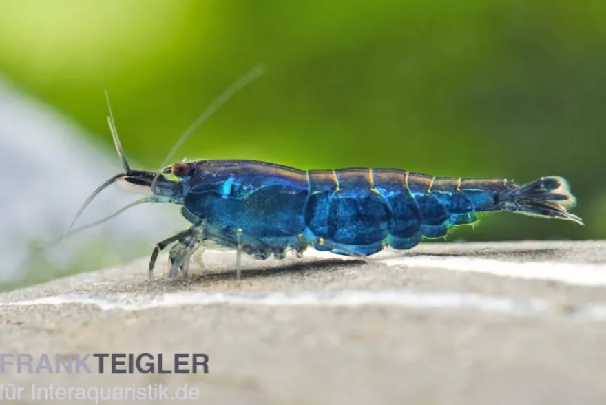 Blue Diamond Garnele, Neocaridina davidi "Blue Diamond"
