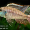 Blue Fin Sandbuntbarsch, Lethrinops albus Kande "Blue Fin", 7-9 cm DNZ