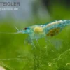 Blue Jelly Garnele, Neocaridina davidi "Blue Jelly"