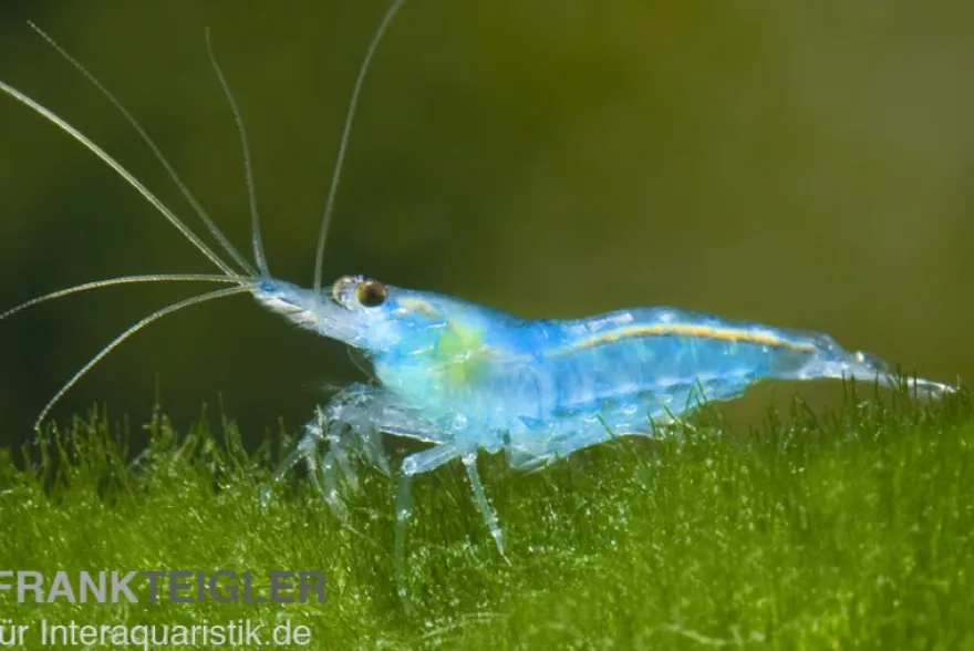 Blue Jelly Garnele, Neocaridina davidi "Blue Jelly"