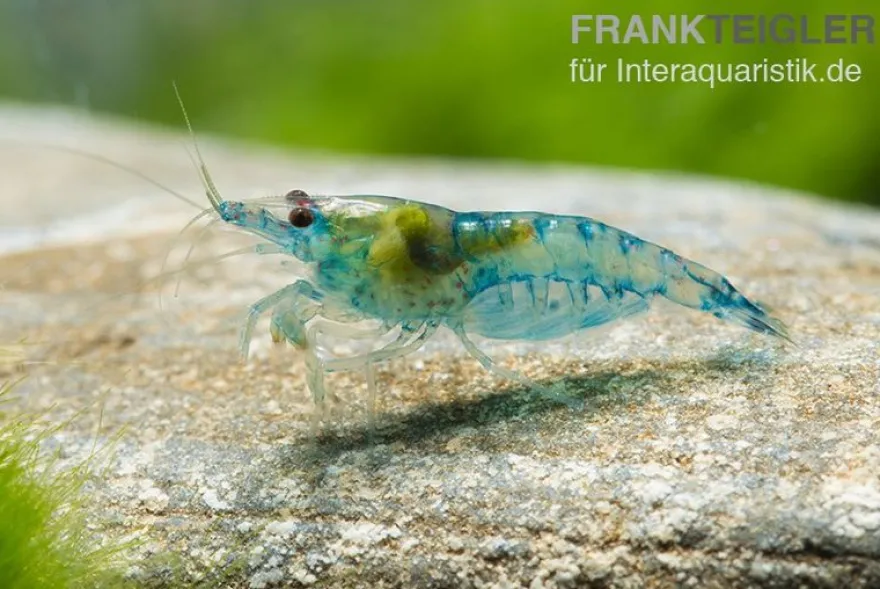 Blue Jelly Garnele, Neocaridina davidi "Blue Jelly"