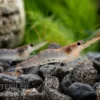 Blue-leg-Poso Garnele, Caridina caerulea
