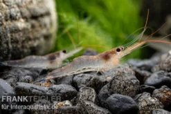 Blue-leg-Poso Garnele, Caridina caerulea