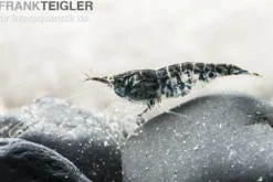 Blue Navy Shrimp, Neocaridina davidi
