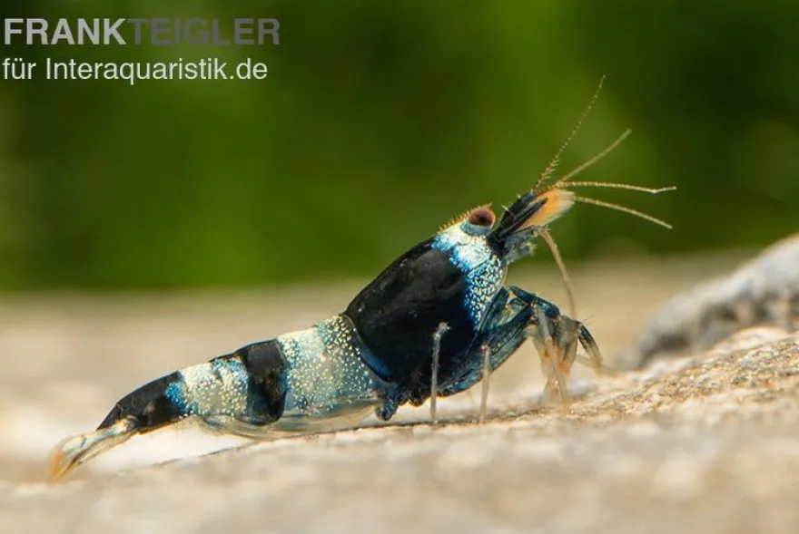 Blue Panda Garnele, Caridina spec. Blue Panda (Taiwan Bee)