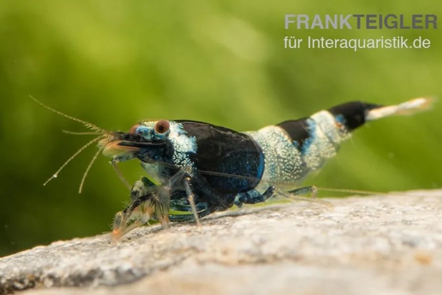 Blue Panda Garnele, Caridina spec. Blue Panda (Taiwan Bee)