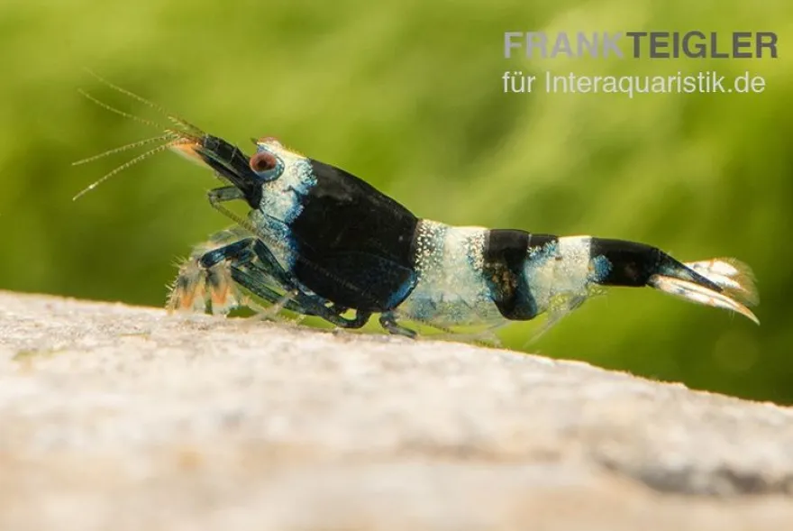 Blue Panda Garnele, Caridina spec. Blue Panda (Taiwan Bee)