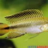 Blutkehl-Apistogramma, Apistogramma uaupesi, paarweise