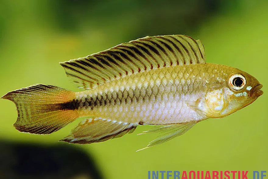 Blutkehl-Apistogramma, Apistogramma uaupesi, paarweise