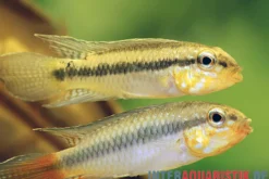 Blutkehl-Apistogramma, Apistogramma uaupesi, paarweise