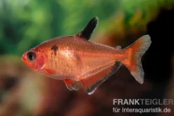 Blutsalmler, Hyphessobrycon eques, DNZ Super-Rot