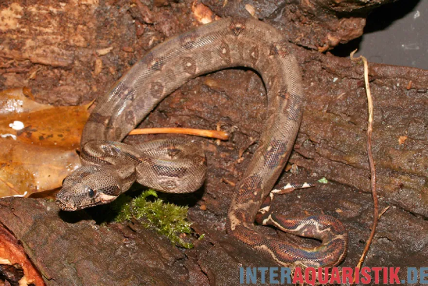 Boa constrictor imperator DNZ, Weiblich
