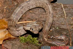 Boa constrictor imperator DNZ, Weiblich
