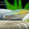 Boesemans Regenbogenfisch gelb, Melanotaenia boesemani YELLOW, 3-5 cm