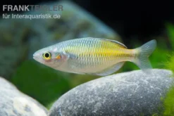 Boesemans Regenbogenfisch gelb, Melanotaenia boesemani YELLOW, 3-5 cm