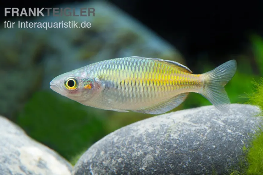 Boesemans Regenbogenfisch gelb, Melanotaenia boesemani YELLOW, 3-5 cm