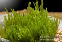 Bogormoos, Taxiphyllum barbieri, In Vitro