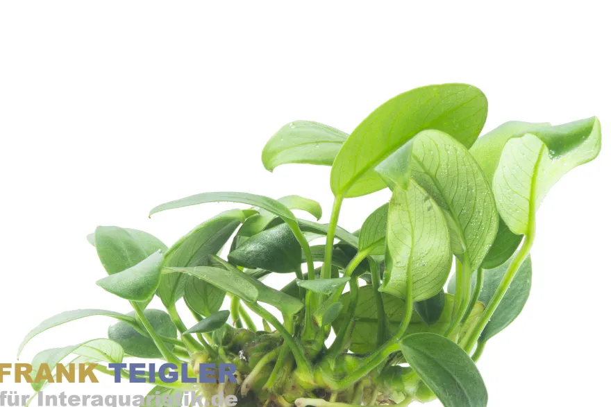 Bolang-Speerblatt, Anubias barteri nana "Bolang", im Topf