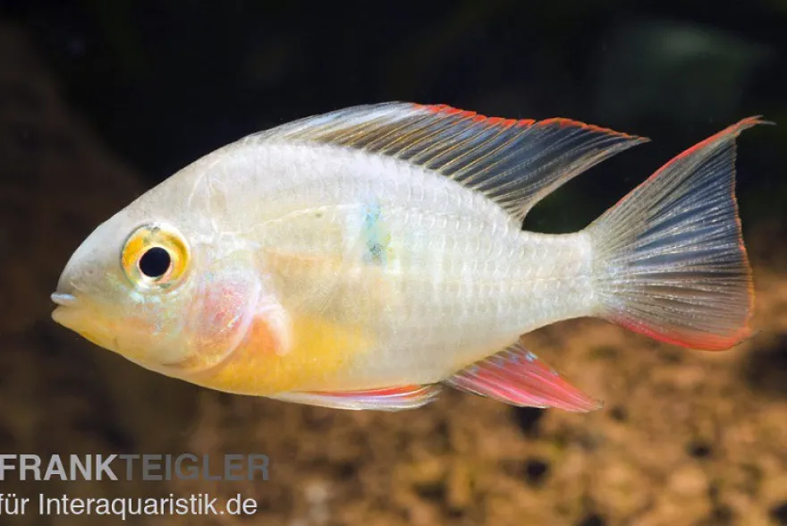 Bolivianischer Schmetterlingsbuntbarsch, Microgeophagus altispinosa